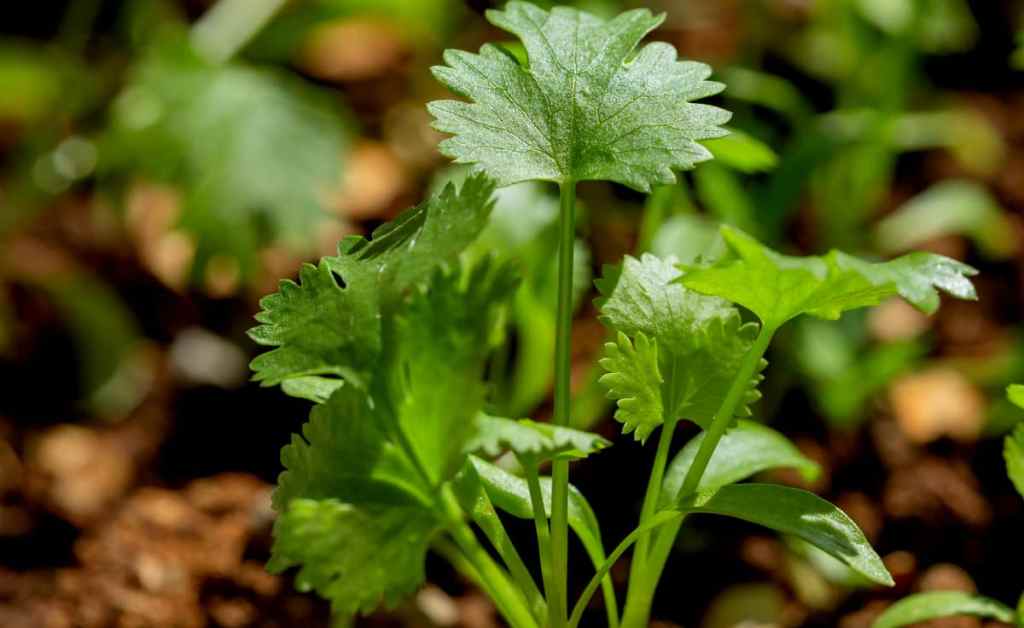 ZenGest: Sistema digestivo&nbsp;saudável